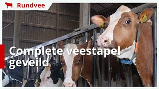 Melkveebedrijf stopt en veilt complete veestapel [upl. by Eidnas]