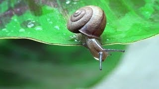 Cute funny snails 1080p [upl. by Melar654]