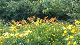 Blühende Blumen und Pflanzen im Botanischer Garten MünchenNymphenburg Teil 2 [upl. by Elrebmik]