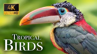 Tropical Birds In 4k  Beautiful Bird Sounds Of Rainforest  Jungle Sounds  Scenic Relaxation Film [upl. by Enitsud]