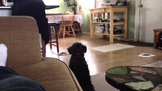 Schnoodle Barking [upl. by Eikcim]