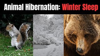 The Science Behind Animal Hibernation Winter Sleep [upl. by Mieka]