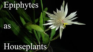 Epiphytes as Houseplants [upl. by Laden]