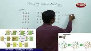 NCERT  CBSE Syllabus  Class 10th  Biology  Heredity and Evolution  Live Videos [upl. by Annauj]