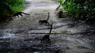 Coatis crossing the track [upl. by Iain287]