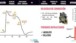 Fisiología  Contracción del Músculo Cardiaco Potencial de Acción Ultraestrucutra Acoplamiento [upl. by Hanser530]