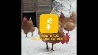 Portier automatique ChickenGuard pro pour poulailler [upl. by Naujat105]