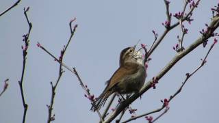 Bewicks Wren song [upl. by Tessil]