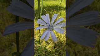 Cichorium Intybus Flower Plant Sound of a grasshopper [upl. by Tilford]