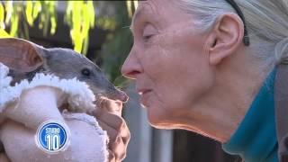 Easter Bilbies from Featherdale Wildlife Park [upl. by Alitta]