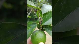 Agricultural Pest Scale Insects Saissetia coffeae 農業害蟲：咖啡硬介殼蟲 [upl. by Krissy944]