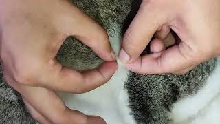 Fleas on cats popping and removing [upl. by Meehyrb699]