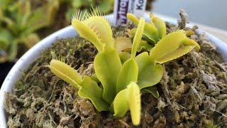 Dionaea Muscipula Korrigans [upl. by Hildegaard492]