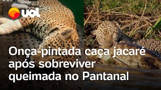 Onçapintada sobrevivente de queimada no Pantanal caça jacaré veja vídeo [upl. by Teriann]