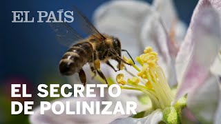 La abeja 🐝 Animales para niños 🍯 Episodio 4 [upl. by Worsham101]