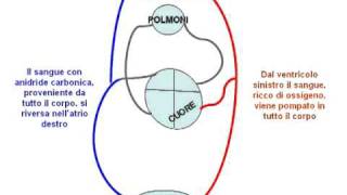 La Circolazione del Sangue animazione con audio [upl. by Yesoj]