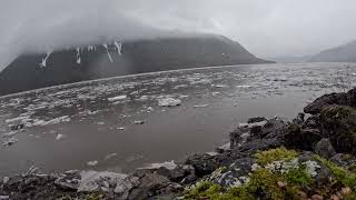 Eulachon run on the skeena river 2024 [upl. by Culbertson278]