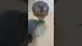 Bajh ka videoshort bajh birds eagle birdsyoutubeshorts video cute [upl. by Annatnom]