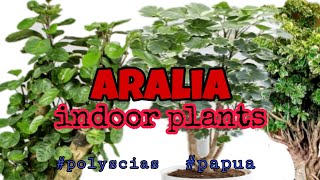 TOP Aralia Plant  Classic House Plant Polyscias Papua [upl. by Akinohs957]