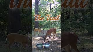 The Trail deer nature wildlife entertainment [upl. by Scheck]