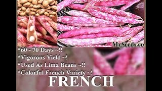 French Horticulture Colorful French variety Green Bean Seeds SEEDS on wwwMySeedsCo [upl. by Akeit]