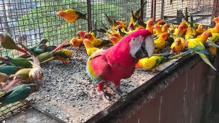 All Birds Are Available like Green wing macaw African grey parrot White bellied Caique and etc [upl. by Greer]