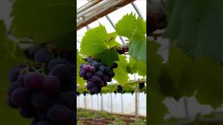 grapegreenhouse farming grape [upl. by Aymahs]