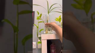 How to propagate Dracaena Marginata water propagation of dracaena marginatapropagation dracaena [upl. by Anielram241]