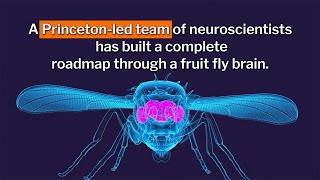 An entire fruit fly brain has been mapped for the first time ever [upl. by Bertold]