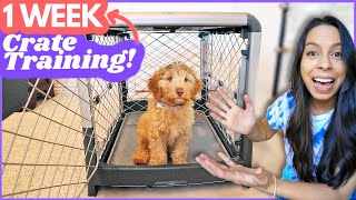 5 Crate Training Steps that ACTUALLY Work 🙌 This is how I crate trained Wally in ONE WEEK 🐶 [upl. by Ransom528]