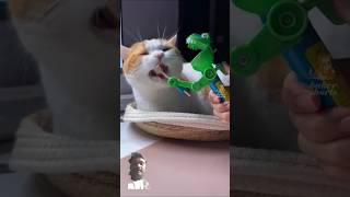 short on fast attack youtubeshorts cat fuunypets dog funny wonderfulpet pets funnypetslife [upl. by Brennen]