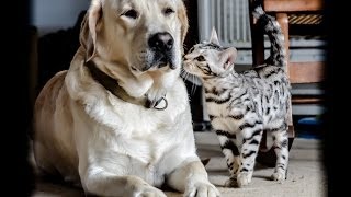 Amazing Cat and Dog LOVE Our Labrador amp Bengal Kitten becoming best friends [upl. by Nillek]