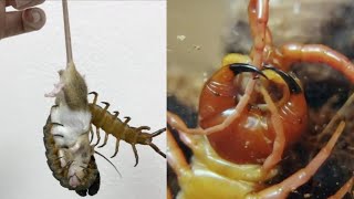 Centipede Feeding Up Close – Giant Centipedes Biting And Eating [upl. by Choong]