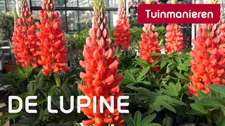 De waanzinnige Lupine  Tuinmanieren [upl. by Aminta942]