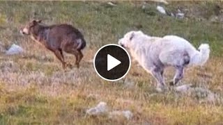 Maremmano Abruzzese  The Italian Wolf Crusher dog [upl. by Oniger]