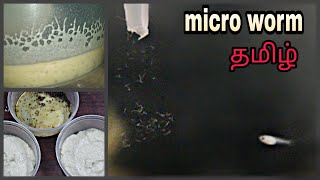 microworms  தமிழ் [upl. by Jamila]