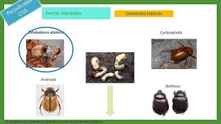 TTPP Nº7 Orden Coleóptera Fitófagos complejo de gusanos del suelo Módulo 2 [upl. by Ydarg]