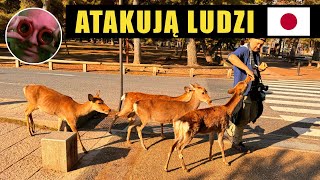 Dzikie zwierzęta atakują ludzi Nara – pierwsza stolica Japonii [upl. by Anile]