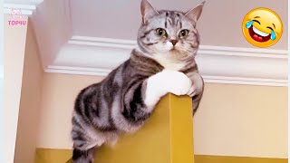 Best Funny Animals Videos 😂 Funniest Dogs and Cats Videos 😻🐶 part 44 [upl. by Tearle827]