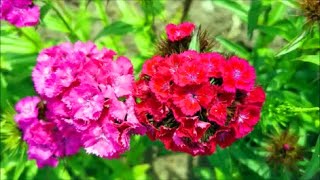 How to Grow Sweet William Dianthus from Seed [upl. by Knudson]