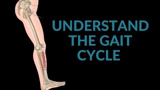 What is the Gait Cycle How do we link it from the foot to the shoulder [upl. by Acey]