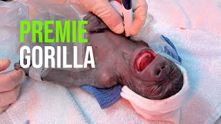 Fort Worth Zoo Announces Successful Birth of Premature Gorilla Via Emergency Cesarean Section [upl. by Shlomo238]