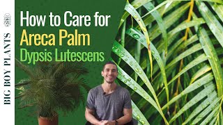 How to Care for the Areca Palm Dypsis Lutescens or Butterfly Palm [upl. by Gertrudis]