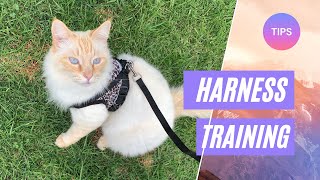 3 Tips to Make Harness Training Your Cat Easier [upl. by Nauht917]