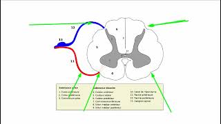 Anatomie fonctionnelle de la moelle épinière [upl. by Akfir]