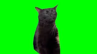 black cat zoning out no orange cat green screen [upl. by Elinor56]