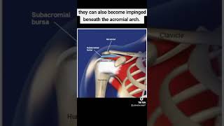 Subacromial bursitismedical medicines medicalstudent medicaleducation definition physiotherapy [upl. by Okajima427]