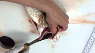 Lake trout otolith removal [upl. by Llenra688]