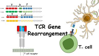 TCR gene rearrangements [upl. by Egag]