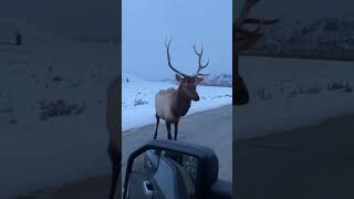 Driver Challenges Elk and Loses [upl. by Ladonna167]